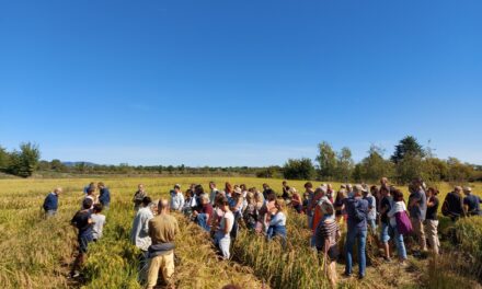 Biodiversità in tavola: Diventa un citizen scientist, scopri il Riso Resiliente e sostieni la ricerca!