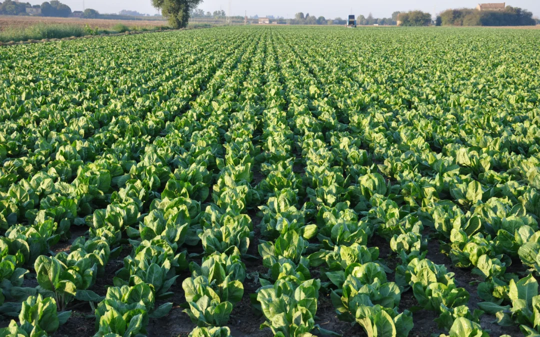 Partecipa all’indagine di mercato con i nostri soci di Smarties.bio