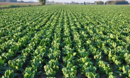 Partecipa all’indagine di mercato con i nostri soci di Smarties.bio