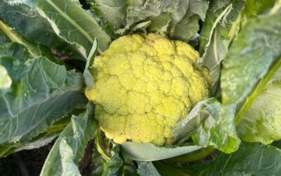 Cavolfiore “Cima di cola”, prima varietà da conservazione ortiva pugliese