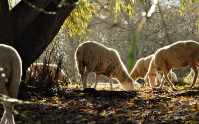 La transizione verso un sistema alimentare sostenibile non può più aspettare, e la PAC deve esserne il motore, non l’ostacolo.