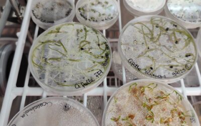 La ricerca agricola scommette tutto sulla tecnologia