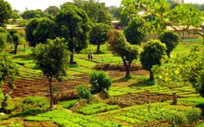 Agroecologia: l’Italia taglia i fondi per la ricerca nell’ambito del programma europeo
