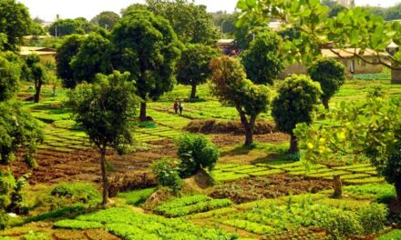 Agroecologia: l’Italia taglia i fondi per la ricerca nell’ambito del programma europeo