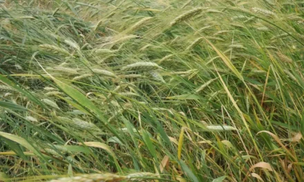 Un articolo per Braccia Rubate