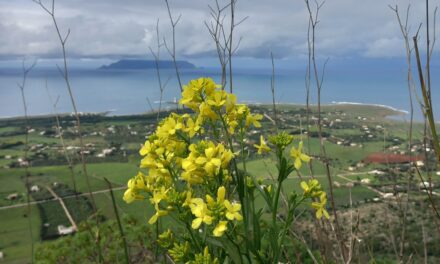 Rete Semi Rurali viaggia alle Egadi con il progetto COUSIN per la conservazione della Brassica macrocarpa!