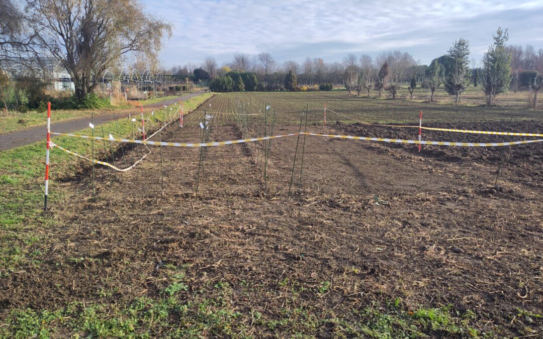 Risultati positivi per la germinazione dei frumenti presso la Fondazione Minoprio