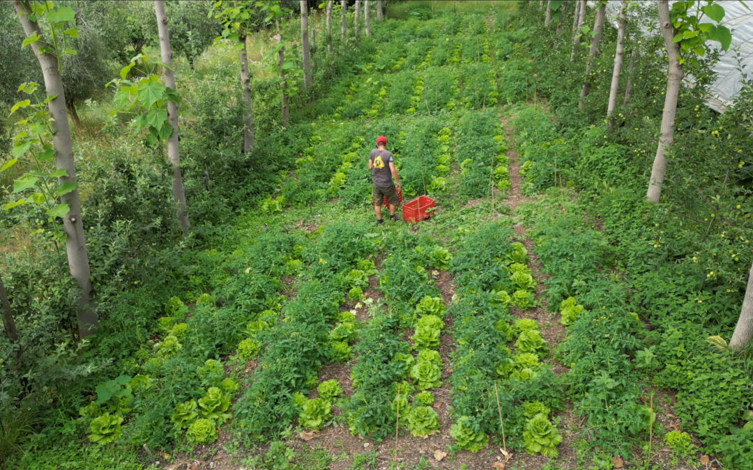 Chi governa davvero l’agricoltura italiana?
