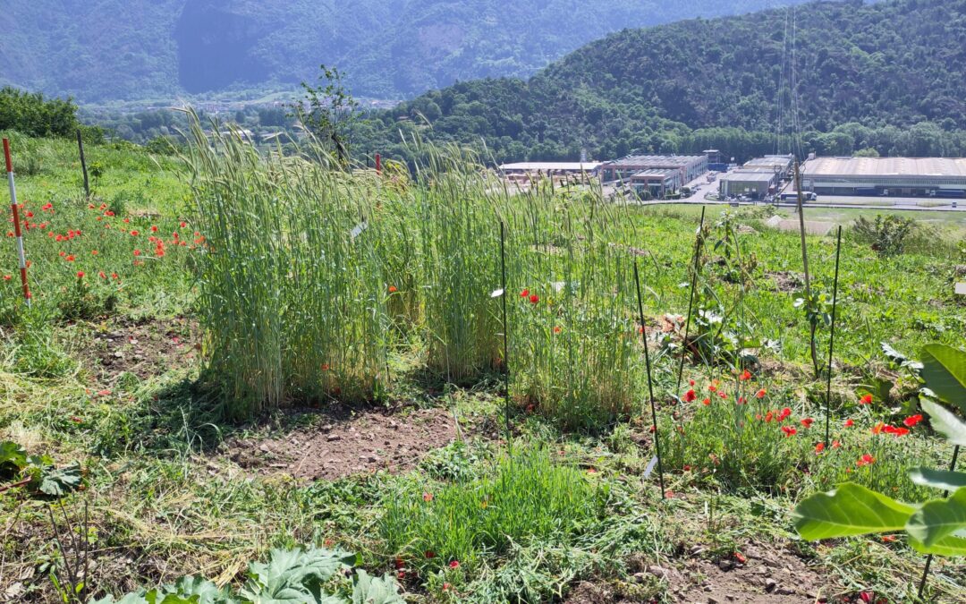 La segale protagonista del Progetto CEREA + CONNECT: i risultati dei rilievi