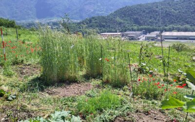 La segale protagonista del Progetto CEREA + CONNECT: i risultati dei rilievi