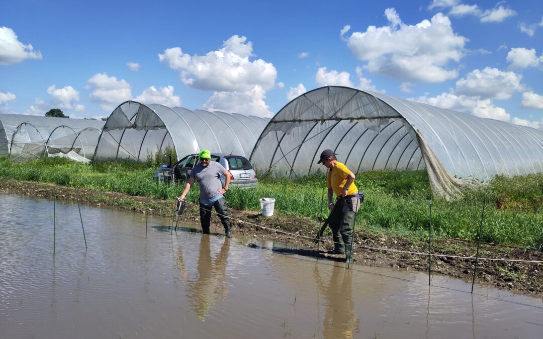 La biodiversità risicola torna in campo: al via le semine di riso dei progetti Liveseeding e CEREA+ CONNECT