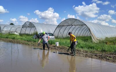 La biodiversità risicola torna in campo: al via le semine di riso dei progetti Liveseeding e CEREA+ CONNECT