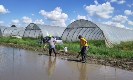La biodiversità risicola torna in campo: al via le semine di riso dei progetti Liveseeding e CEREA+ CONNECT