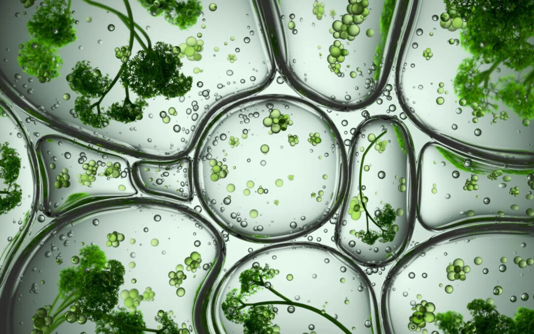 Il silenzio della Gdo sulle nuove tecniche genomiche