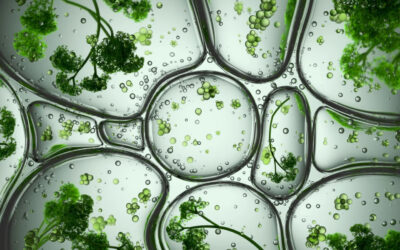 Il silenzio della Gdo sulle nuove tecniche genomiche