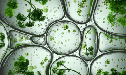 Il silenzio della Gdo sulle nuove tecniche genomiche