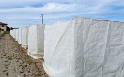 Ad ogni stagione il suo seme: il lavoro sul fagiolo nano