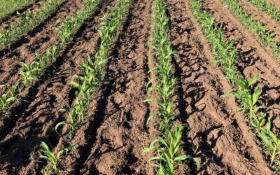 Miglioramento genetico partecipativo di una varietà OP di mais per l’agricoltura biologica in Argentina