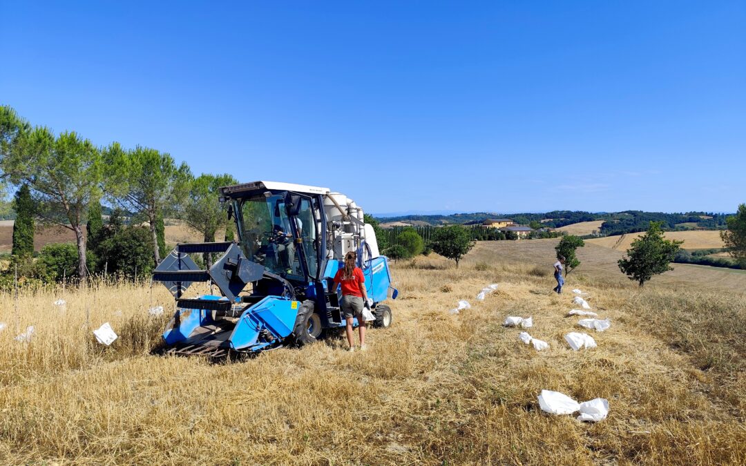 I campi di Rete Semi Rurali: un anno di sperimentazione tra biodiversità, breeding partecipativo e sementi biologiche