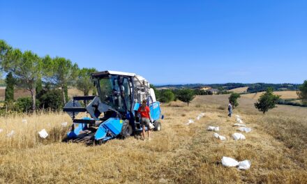 I campi di Rete Semi Rurali: un anno di sperimentazione tra biodiversità, breeding partecipativo e sementi biologiche