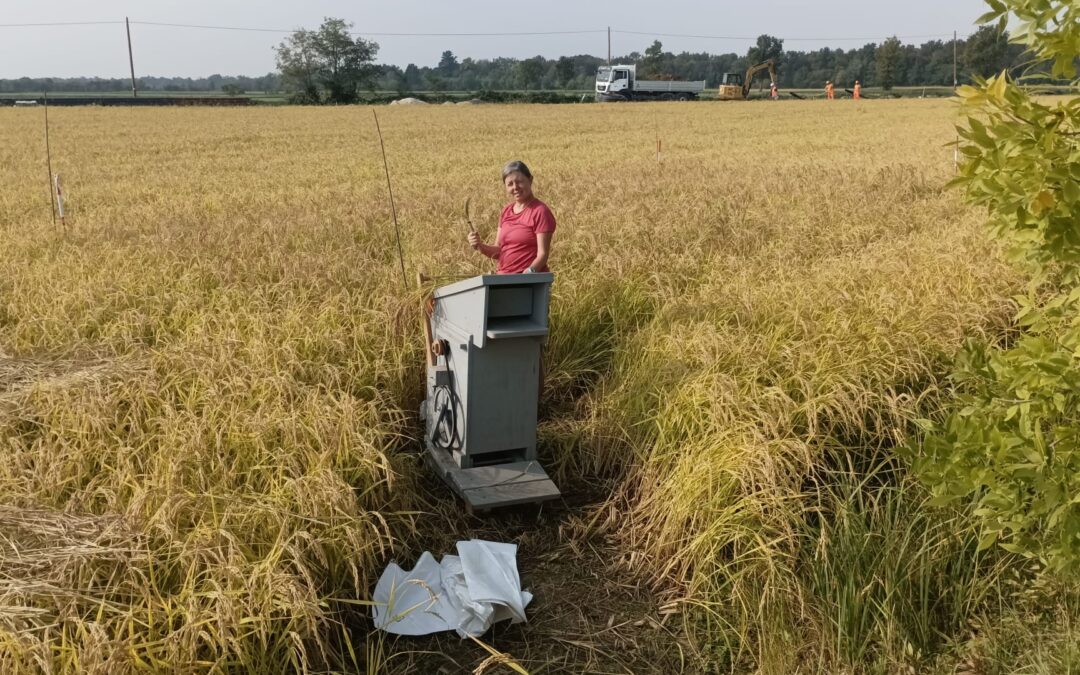 Riso Resiliente e InnovarMEB: la biodiversità in campo a Cascina Teglio