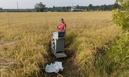 Riso Resiliente e InnovarMEB: la biodiversità in campo a Cascina Teglio