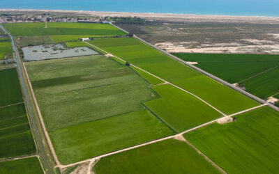 REMEDI: un nuovo modello mediterraneo per una risicoltura più sostenibile
