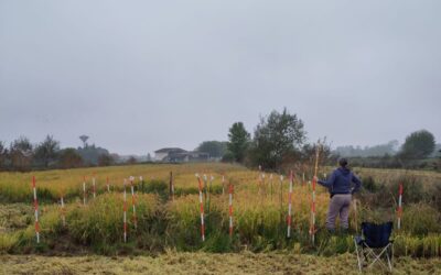 Conservazione e ricerca genetica: i progressi del progetto InnovarMEB nella risicoltura biologica